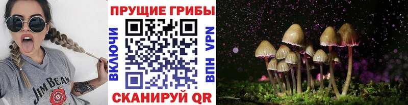 Галлюциногенные грибы Psilocybe  закладки  Кингисепп 